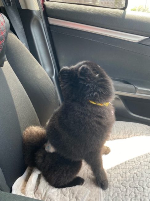 banana pet boarding kulim kucing