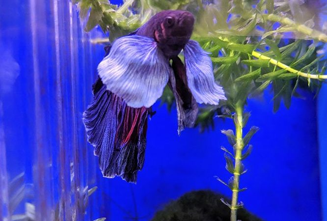 Betta Aquarium and Pet Center 1 betta aquarium and pet center