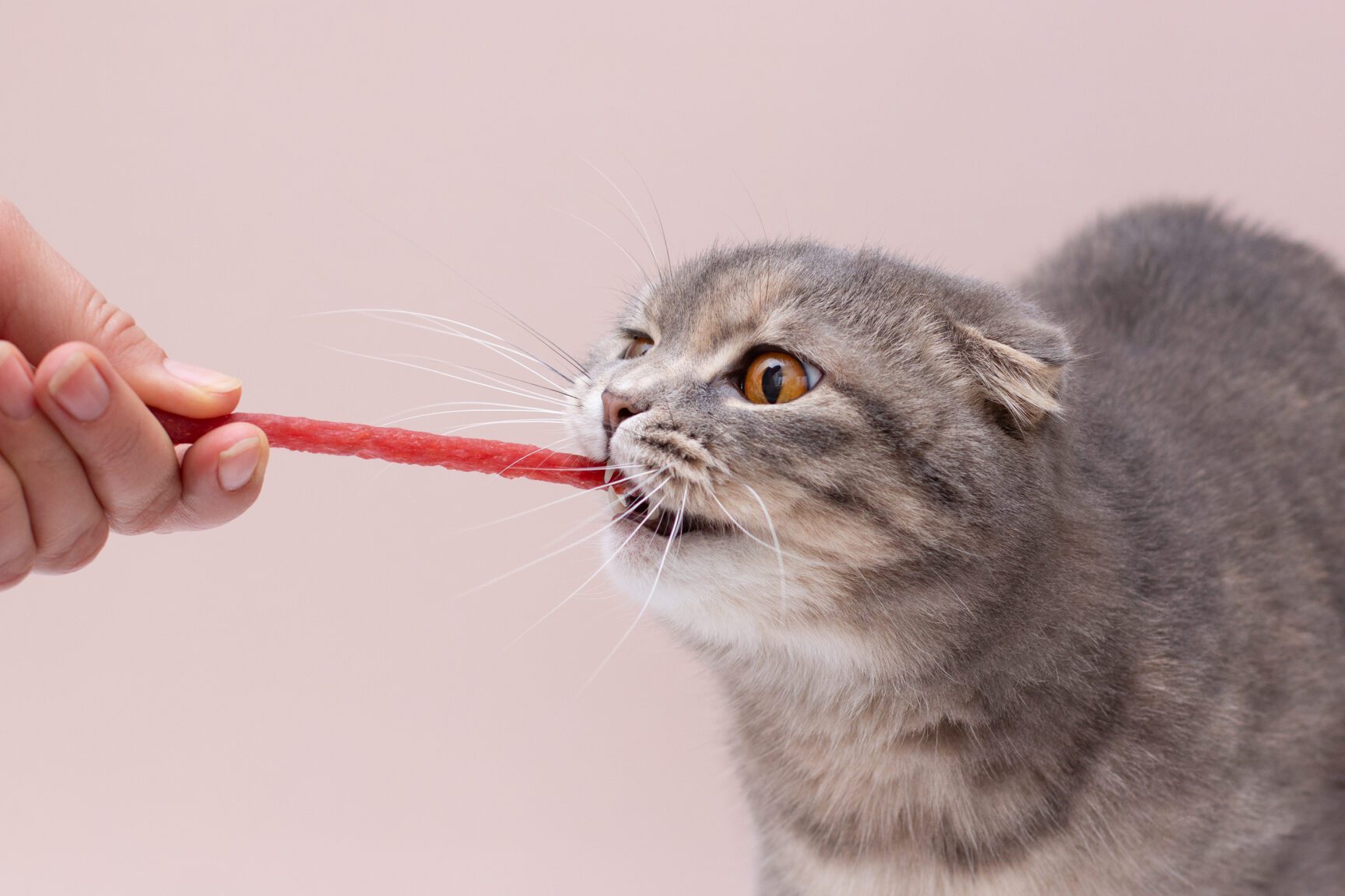 betta pets sdn bhdalor gajah