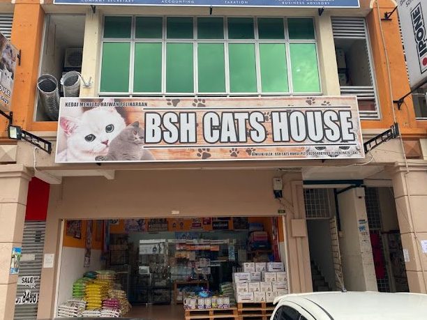 BSH Cat House (Cat Gromming & Boarding Bangi) 1 bsh cat house cat gromming boarding bangi