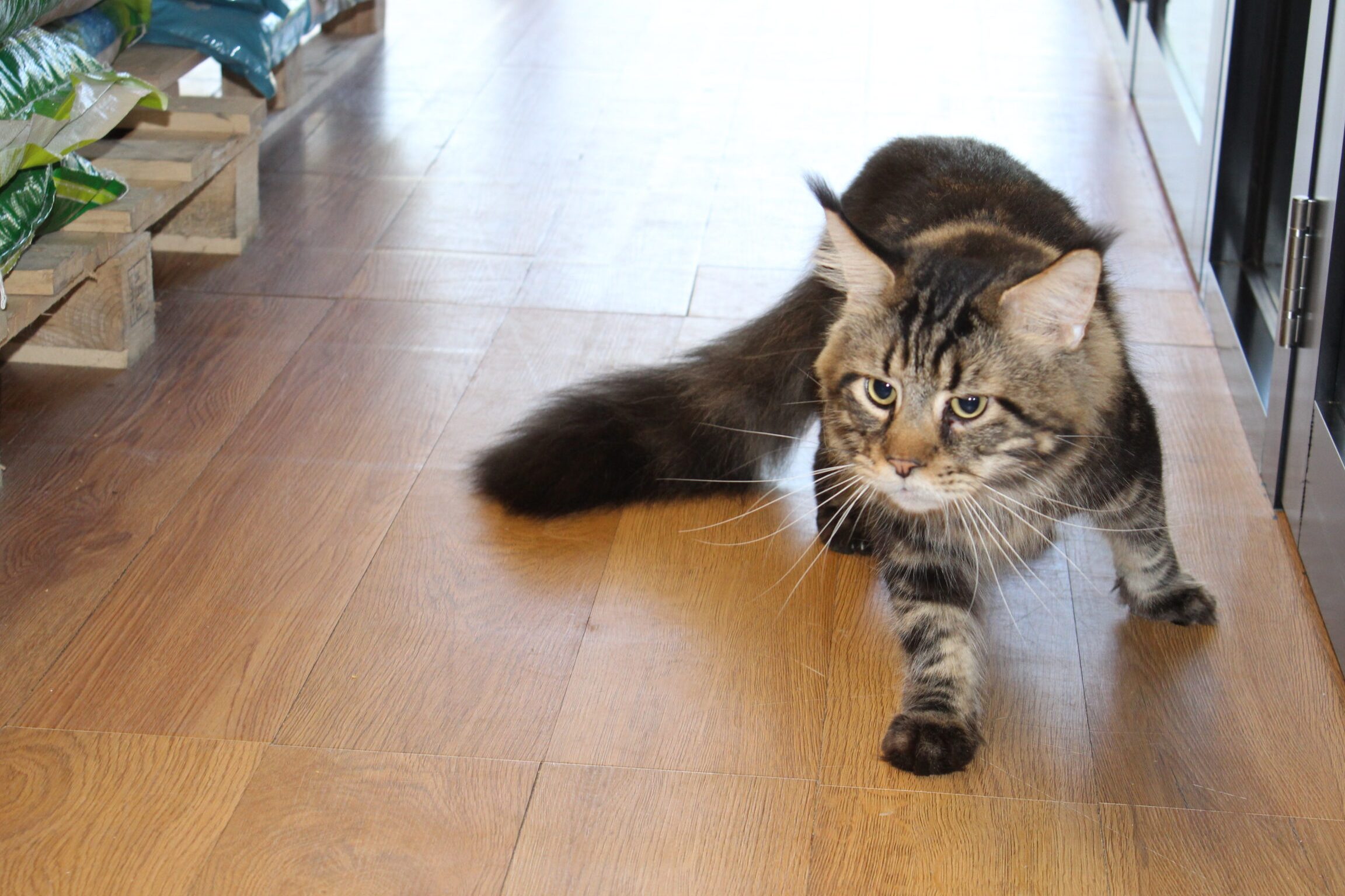 Buluh Mainecoon Petshop 1 buluh mainecoon petshop