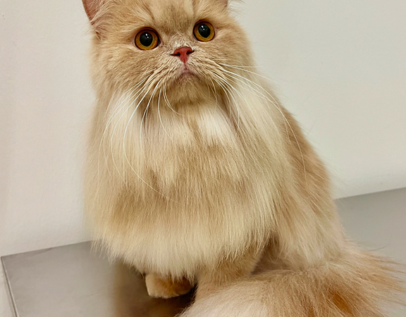 Camp Kitty, Iskandar Puteri Johor Bahru β’ Cat Hotel, Grooming & Pet Shop 1 camp kitty iskandar puteri johor bahru cat hotel grooming pet shop