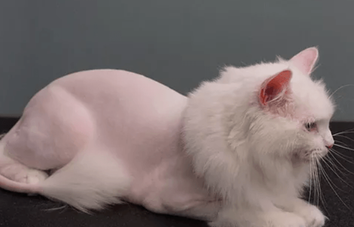 Cat Grooming (Meowy Groom) 1 cat grooming meowy groom
