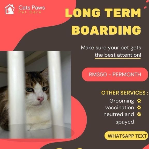Cats Paws Boarding 1 cats paws boarding