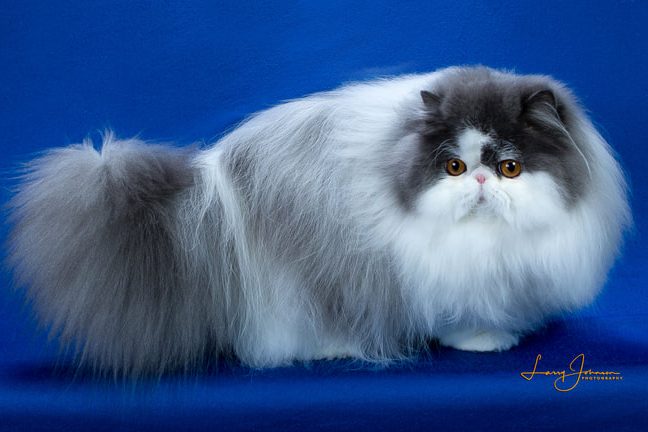 cats world pahang cattery