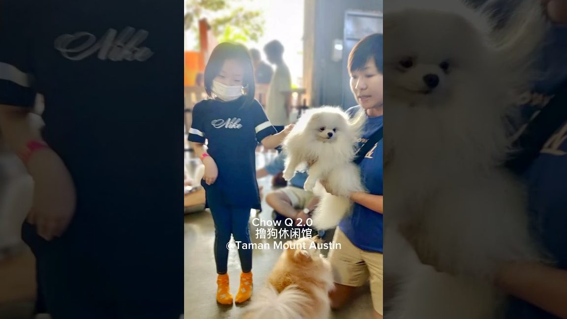 chow q 2 0 e692b8e78b97e4bc91e997b2e9a686