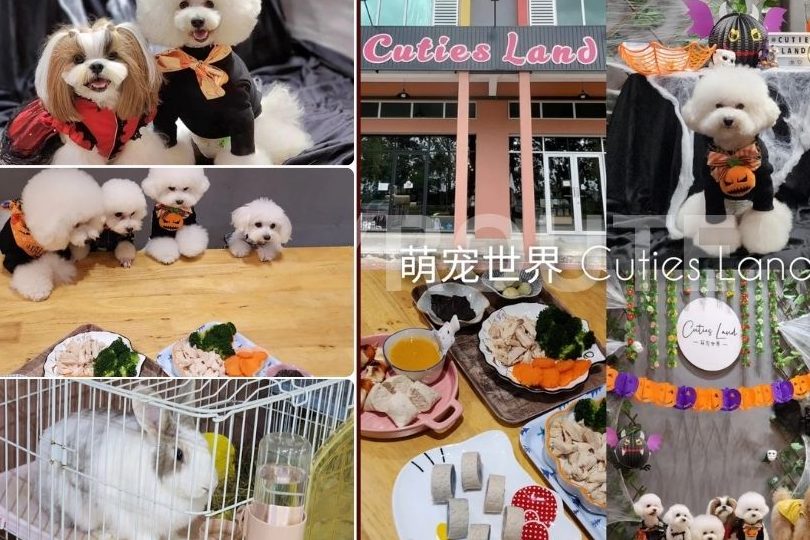 Cuties Land 萌宠世界 1 cuties land e8908ce5aea0e4b896e7958c