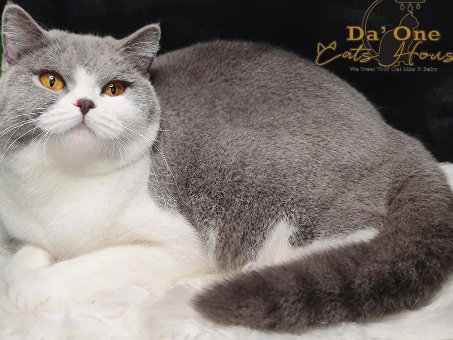 Da'One Cats House & Cats Spa 1 daone cats house cats spa