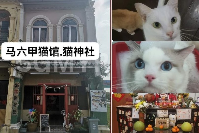 猫馆•猫神社(C.A.T Fans Shop) 1 e78cabe9a686e78cabe7a59ee7a4beefbc88c a t fans shopefbc89