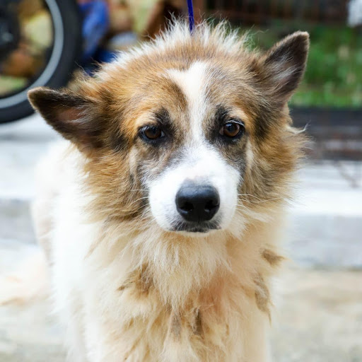 Stray Animal Care Services