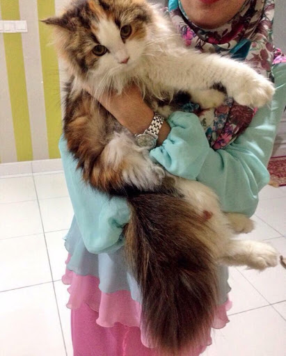 KAKIKUCING! World of Cats