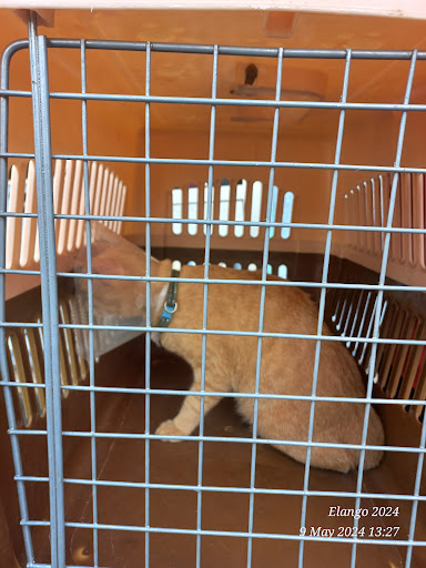 Thomas Animal Clinic & Pets Corner