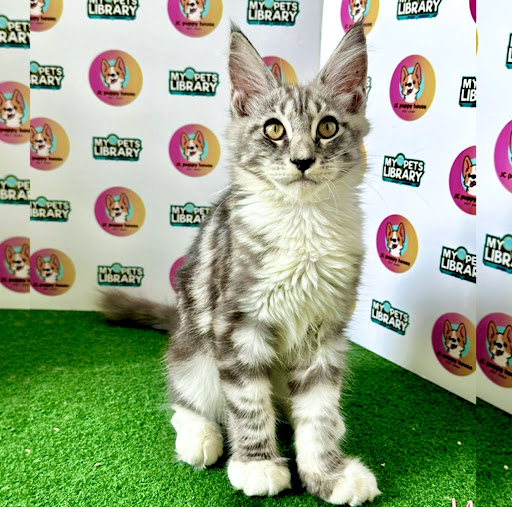 Maine Coon Cats and Kittens Malaysia