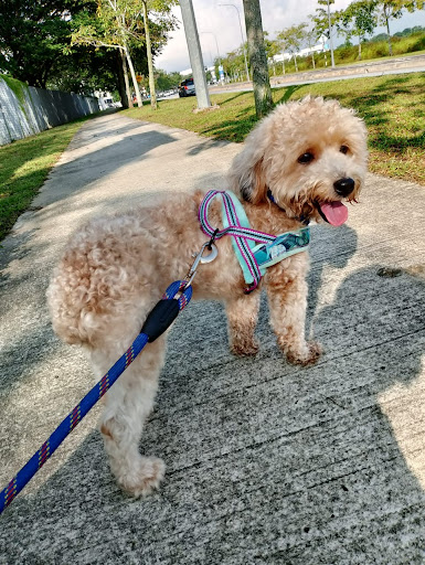 Tails and Paws Pet Boarding