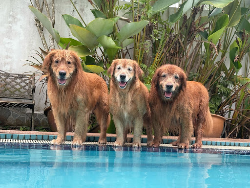 The Home Of Golden Retrievers Malaysia The Home Of Golden Retrievers Malaysia