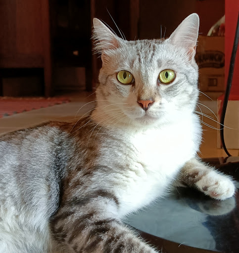 Caring Veterinary Centre