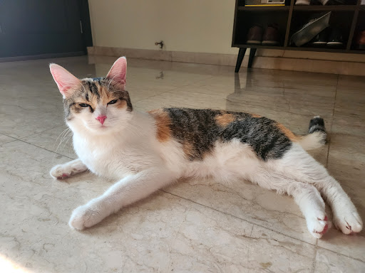 Catzonia USJ