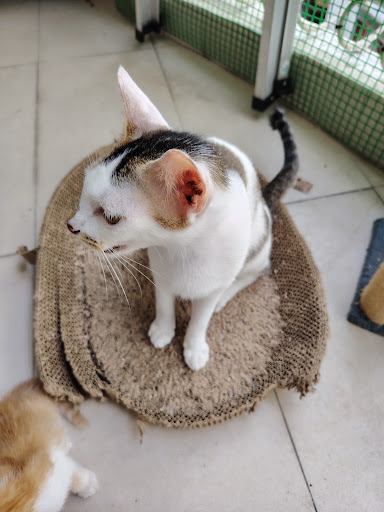 PUSAT SAYANGI HAIWAN RAWANG