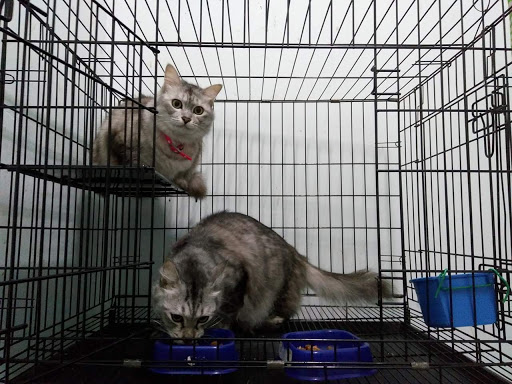 LAZY CATS BOARDING HOUSE LAZY CATS BOARDING HOUSE