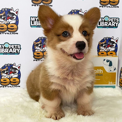 Corgi Puppies (Malaysia) For Sale Corgi Puppies (Malaysia) For Sale