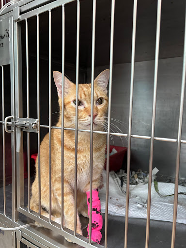 J-Avenue Veterinary Clinic