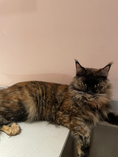 Just Cats @ Just Pets Megastore (Kota Damansara) Just Cats @ Just Pets Megastore (Kota Damansara)