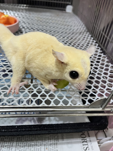 Furhousemy (Sugar Glider Expert Care) Furhousemy (Sugar Glider Expert Care)
