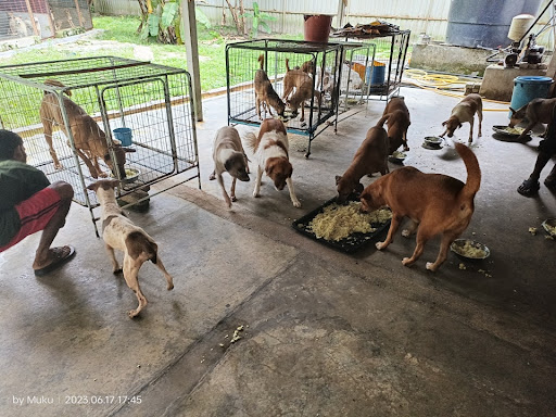 Malaysian Animal Welfare Association Malaysian Animal Welfare Association