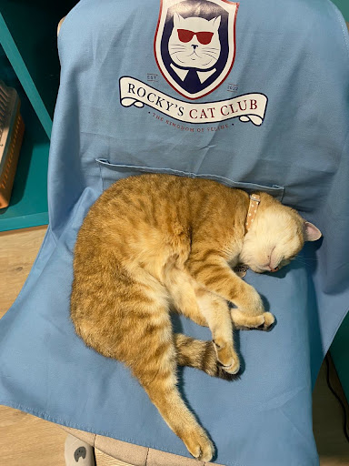 Rocky’s Cat Club Rocky’s Cat Club