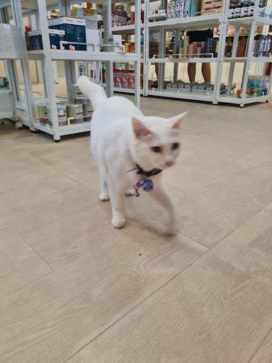 Big White Cat Shop Big White Cat Shop