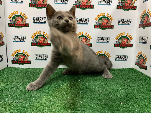 Kooi Lim Pet Kingdom Kooi Lim Pet Kingdom