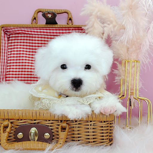 Furgather Destiny Pet House Puchong 宠遇店铺 - Pet Hotel , Grooming , DayCare , Boarding & Retail Furgather Destiny Pet House Puchong 宠遇店铺 - Pet Hotel , Grooming , DayCare , Boarding & Retail