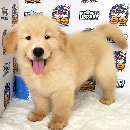 Golden Retriever Puppy • PJ • Subang • Puchong