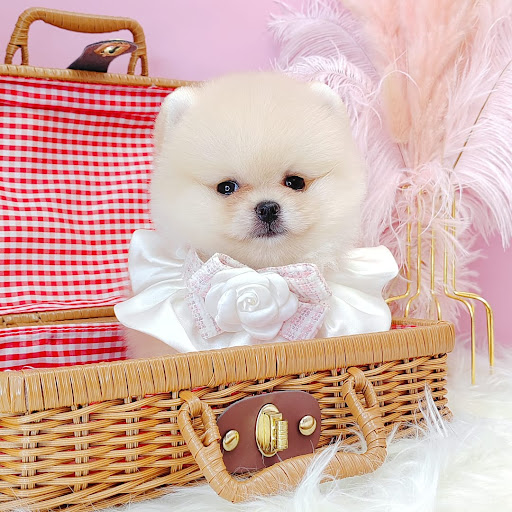 Simple Love Pet House Simple Love Pet House