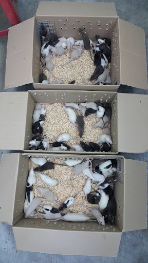 Rat Breeder Malaysia Rat Breeder Malaysia