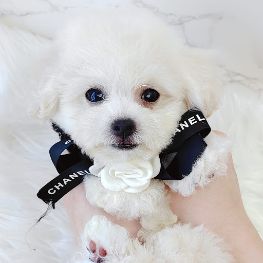 Soul Kittie Pet House Puchong 心灵知喵 - Pet Hotel , Grooming , DayCare , Boarding & Retail Soul Kittie Pet House Puchong 心灵知喵 - Pet Hotel , Grooming , DayCare , Boarding & Retail