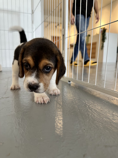 PupCrib Pets PupCrib Pets
