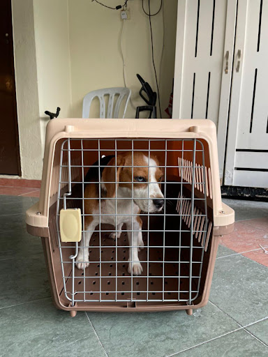 PetAir Malaysia & Singapore - Expat Pet Relocation Services PetAir Malaysia & Singapore - Expat Pet Relocation Services
