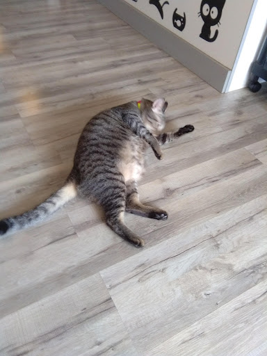 Klinik Veterinar Maya