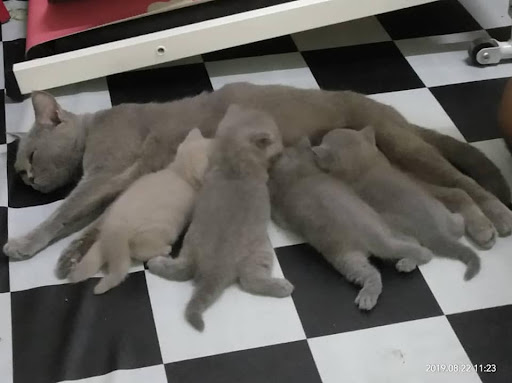 Zaraas CatHouse Zaraas CatHouse