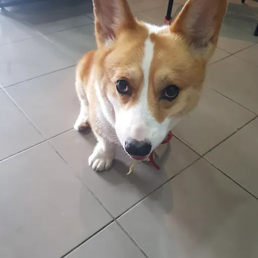 My Pet's Avenue