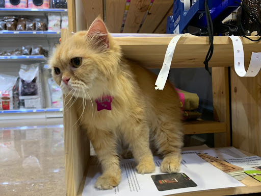 Zoola Ayer Keroh & Hotel For Cats