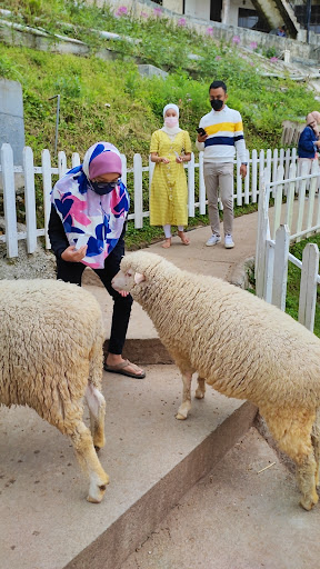 The Sheep Sanctuary