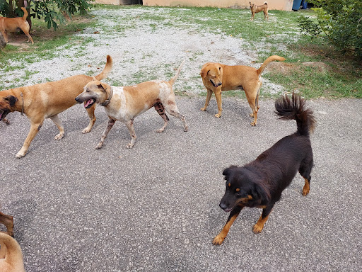 Penang Animal Sanctuary