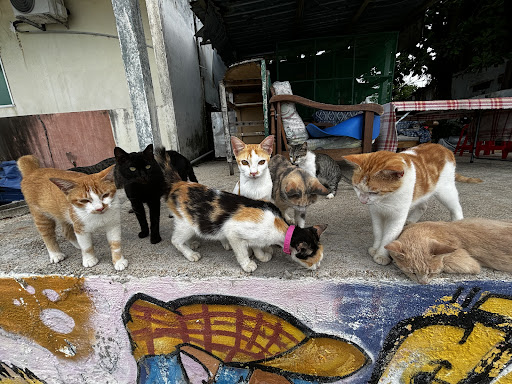 Cat Beach Sanctuary 猫沙滩