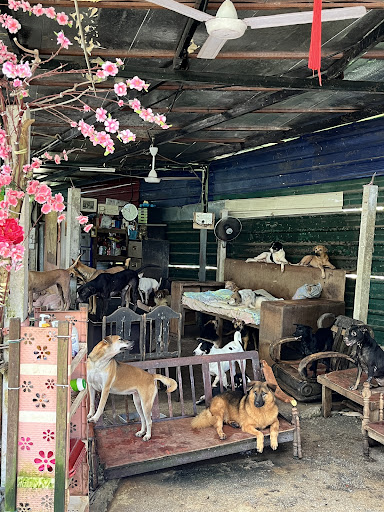 4PAWS Penang Animal Welfare Society 4PAWS Penang Animal Welfare Society