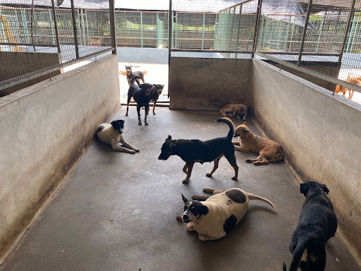 SPCA Seberang Perai @ Juru SPCA Seberang Perai @ Juru