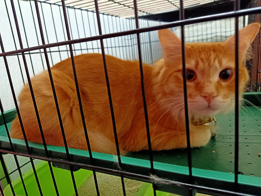 BIbenboy tadicat petshop