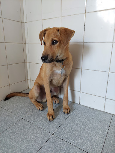 SPCA Penang