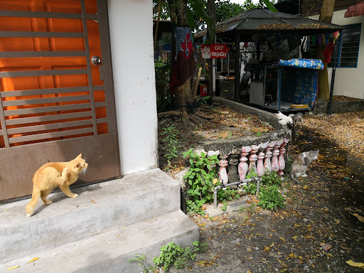 Cat Beach Sanctuary 猫沙滩
